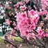 石垣島では寒緋桜が見頃になりました。