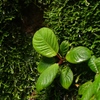 Homalomena sp from Padang Sidempuan【AZ0624-2】