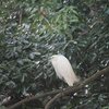カワセミ池のコサギ