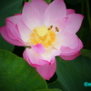 Lotus《＃5》　―　蓮の花とハチたち　―