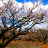 長崎原爆　細部にわたる微細な悲惨な情景