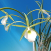 Brassavola tuberculata