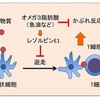 オメガ3と皮膚