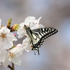 4/4/2020・近場の公園さんぽ、花と蝶あそびで一息いれました