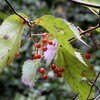 平和公園 南峰を歩く