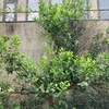 レモン　葉が繁る
