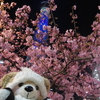 #スカイツリー#夜桜