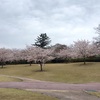 大乗寺丘陵公園  花見