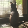小康状態