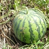 スイカ栽培完了。収穫量は１トンを超える。