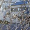 黄金色に紅葉したセイヨウツゲ他