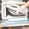 カマスしか売ってない魚屋さん