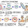 ２０２１年のノーベル医学・生理学賞は2人のｍRNAワクチン開発者？