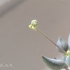 今日の多肉事…　白寿楽の花芽