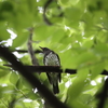 クロツグミ・マミチャジナイ・ノゴマ・サンコウチョウ・オオルリ・キビタキ・カイツブリ(大阪城野鳥探鳥20221008 5:30-14:20)