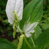 我が庭の野の花たち♪