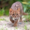 【ゆっくり解説】世界最小のネコ科　サビイロネコ