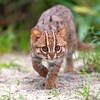 【ゆっくり解説】世界最小のネコ科　サビイロネコ