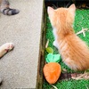 【439日目】猫不足