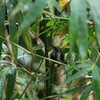 ワキジロアリサザイ(White-fringed Antwren)