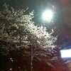 夜桜渋滞