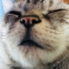 【おしりにハマる猫】