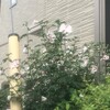 木槿