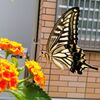 ☆アゲハ蝶が来て。。スイカ。。いよいよ夏。。