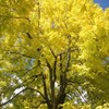 ゴールデンアカシア