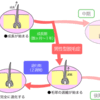 AGAの判断は抜け毛の本数！AGAを相談する前に抜け毛の仕組みを理解しよう！