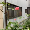 薔薇が咲いた