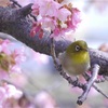 とりあえずステイホーム