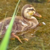 鳥のヒナがタバコを食べようと…無謀な引っ越しルート。田んぼでお腹が赤くなる。尾羽がないハクセキレイ。カワウの目【カルガモ親子速報0624C】2022年6月24日