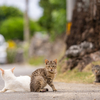 八重山諸島のねこさん