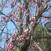 円山公園の桜