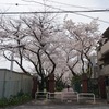 2022/03/31 さくら巡り2022 02 醸造試験所跡地公園/音無親水公園/王子神社/順天学園/北区役所/王子駅