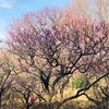 梅の花。