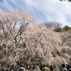 六義園の桜