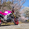 955i ソメイヨシノ
