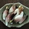 ミョウガが採れたけどなんで〰️と今日のヤオコーチラシ