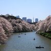 東京のお花見スポット　千鳥ヶ淵と中目黒に行ってきたよ！桜を楽しむデートに最適