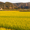 三田・夕焼けと稲穂と彼岸花