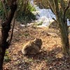 留守番する猫