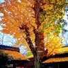 京都ぶらり　本日の一枚　梨木神社 銀杏