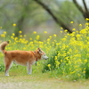 今年の菜の花はニーニーで