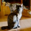 春