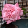 薔薇の花