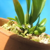 Trichoglottis triflora 