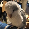 久々にほーちゃん