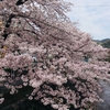 44.桜